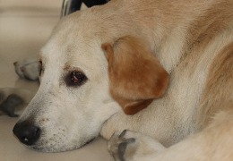 食品原料小百科：小狗會不會得關(guān)節(jié)炎？