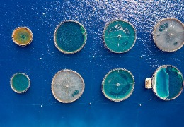 β－羥基－β－甲基丁酸在水產動物中應用的研究進展（下）