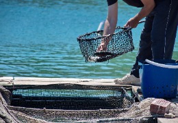 β－羥基－β－甲基丁酸在水產動物中應用的研究進展（上）