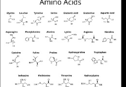 D-異亮氨酸：體育營養品和蛋白質補充劑中的氨基酸