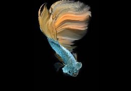 科普：魚膠原蛋白肽有哪些功能和作用？