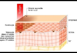 哪種膚色最容易曬黑？(上)